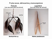 Atlas Frutos 04-Foliculo Legumbre