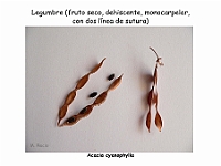 Atlas Frutos 05 Legumbre Acacia cyanoplylla