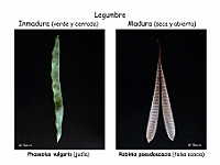Atlas Frutos 06 Legumbre Phaseolus Robinia