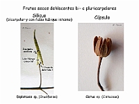 Atlas Frutos 08 Silicua Capsula