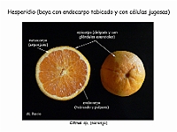 Atlas Frutos 13 Hesperidio Citrus