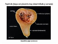 Atlas Frutos 14 PeponideCucurbita pepo