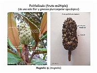 Atlas Frutos 15 Polifoliculo Magnolia