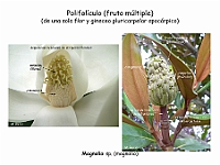 Atlas Frutos 16 Polifoliculo Magnolia-2