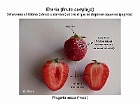 Atlas Frutos 17-Eterio Fragaria vesca