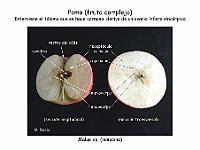 Atlas Frutos 18 Pomo Malus