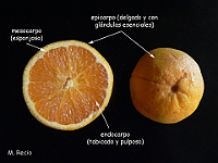 Angiospermas_Frutos_Semillas