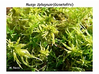 AtlasBriofitos 13 Sphagnum-2