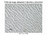 AtlasBriofitos 16 Sphagnum-4 hialocistes clorocistes-2