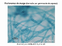 AtlasBriofitos 20 Musgo protonema-2