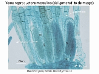 AtlasBriofitos 26 Musgo anteridios