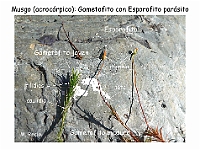 AtlasBriofitos 29 Musgo acrocarpico gemetofito esporofito-1