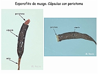 AtlasBriofitos 35 Musgo esporofito capsula peristoma-1