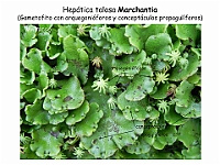 AtlasBriofitos 54-1 Hepatica talosa Marchantia arquegonioforos-1