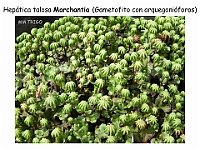 AtlasBriofitos 54-3 Hepatica talosa Marchantia arquegonioforos-3