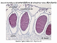 AtlasBriofitos 57 Hepatica talosa Marchantia anteridioforo-3
