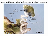 AtlasBriofitos 67 Hepatica talosa Marchantia Arquegonioforo maduro lupa-1