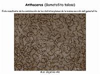 AtlasBriofitos 74 Anthoceros seccion gametofito simbiosis cianobacterias