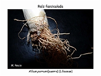 AtlasCormofitos 07 raiz fasciculada