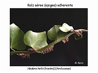 AtlasCormofitos 10 raiz adherente