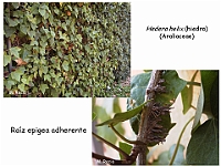 AtlasCormofitos 11 raiz adherente