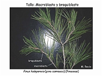 AtlasCormofitos 12 tallo macroblasto braquiblasto