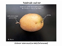 AtlasCormofitos 15 tuberculo caulinarf