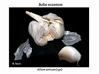 AtlasCormofitos 19 bulbo escamoso
