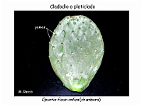 AtlasCormofitos 26 cladodio platiclado