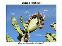AtlasCormofitos 28 cladodio platiclado