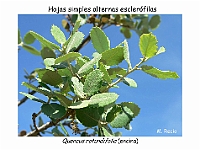 AtlasCormofitos 42 hojas alternas esclerofilas