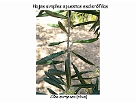 AtlasCormofitos 44  hojas opuestas esclerofilas