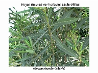 AtlasCormofitos 45  hojas verticiladas esclerofilas