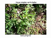 AtlasCormofitos 46 hojas verticiladas