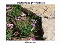 AtlasCormofitos 47 hojas en roseta basal