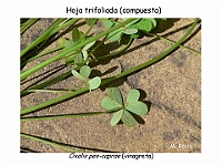 AtlasCormofitos 52Hoja trifoliada