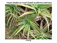 AtlasCormofitos 56 hoja suculenta margen espinoso