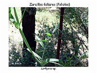 AtlasCormofitos 58 zarcillos foliares foliolos