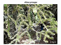 AtlasGimnospermas 14 Abies pinsapo