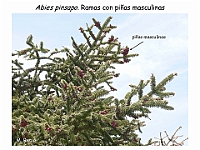 AtlasGimnospermas 16 Abies pinsapo conos masculinos