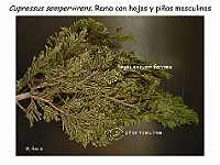 AtlasGimnospermas 26 Cupressus sempervirens