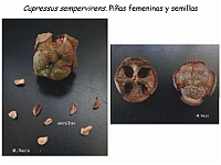AtlasGimnospermas 30 Cupressus sempervirenes conos femeninos Semillas