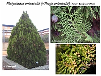 AtlasGimnospermas 38-Platycladus orientalis