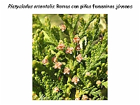 AtlasGimnospermas 43 Platycaldus orientalis conos femeninos