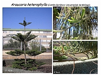 AtlasGimnospermas 67 Araucaria heterophylla