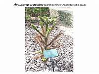 AtlasGimnospermas 72 Araucaria araucana