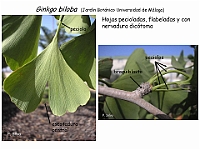 AtlasGimnospermas 74 Ginkgo biloba