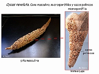 AtlasGimnospermas 80 Cycas revoluta