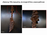 AtlasGimnospermas 87 Zamia cono masculino