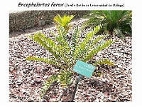 AtlasGimnospermas 91 Encephlartos ferox